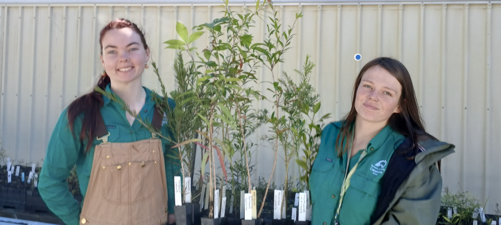 Greening Gympie one tree and one step at a time - update