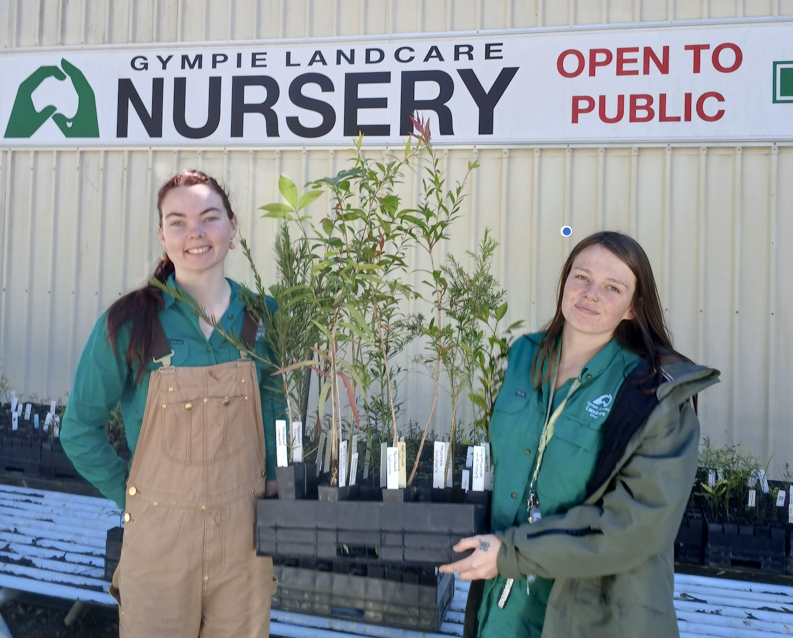 Greening Gympie one tree and one step at a time - update